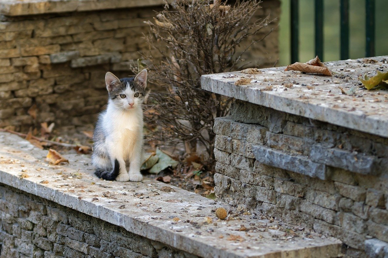 How to Keep Your Pets Safe During Natural Disasters